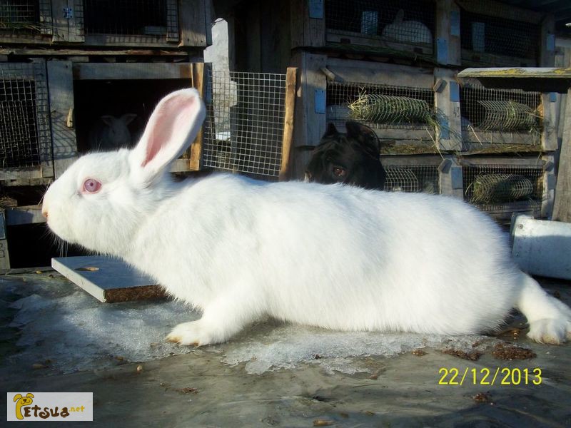 Фото 1/1. Продам кроликов на племя породы Панон, Серебро, Калифорния