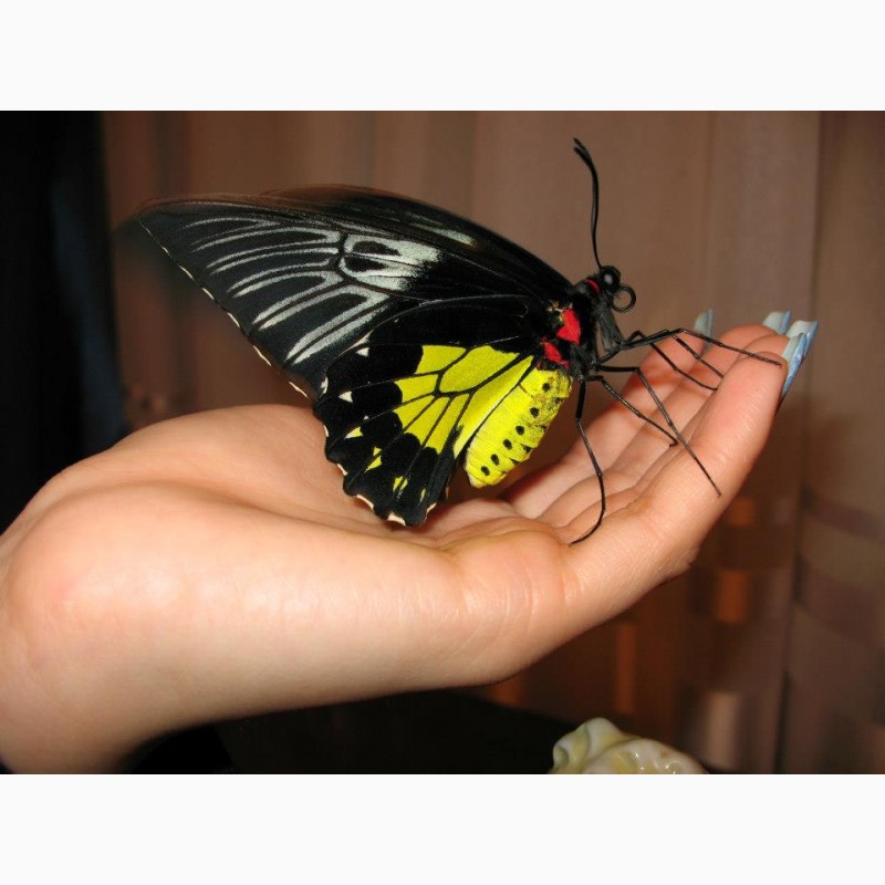 Фото 2. Живая бабочка Птицекрылка - лучший подарок для ребенка