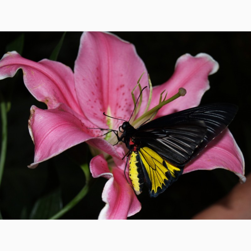 Фото 3. Живая бабочка Птицекрылка - лучший подарок для ребенка