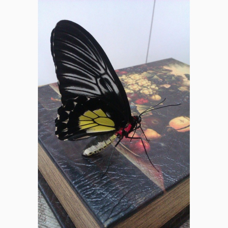 Фото 5. Живая бабочка Птицекрылка - лучший подарок для ребенка