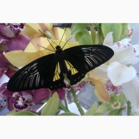 Живая бабочка Птицекрылка - лучший подарок для ребенка