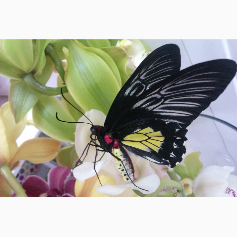 Фото 7. Живая бабочка Птицекрылка - лучший подарок для ребенка