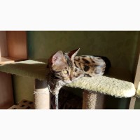 Продажа лучших бенгальских котят Харьков