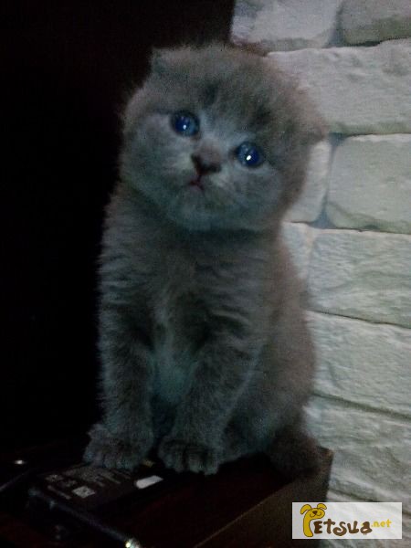 Фото 1/1. Британские голубые котята