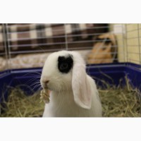 Продам кролика породы вислоухий баранчик