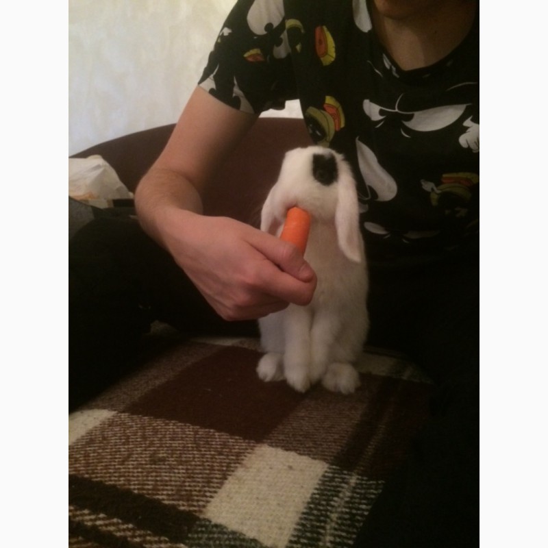 Фото 4. Продам кролика породы вислоухий баранчик