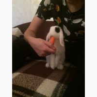 Продам кролика породы вислоухий баранчик