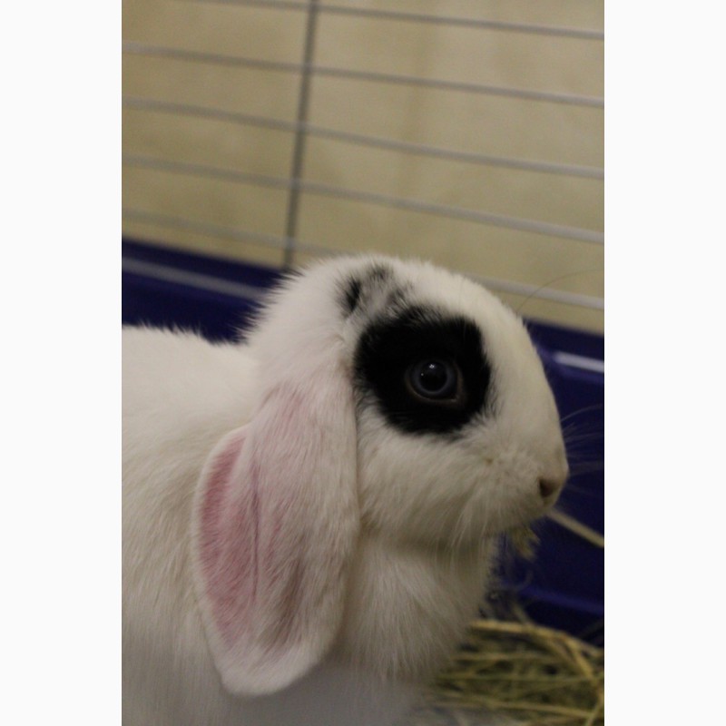 Фото 5. Продам кролика породы вислоухий баранчик