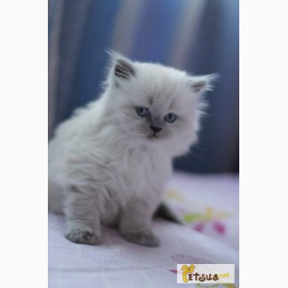 Британский котенок редкого окраса блю-поинт