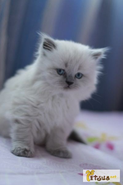 Британский котенок редкого окраса блю-поинт
