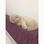 Вислоухий шотландский лиловый котенок (девочка) скоттиш фолд (scottish fold)