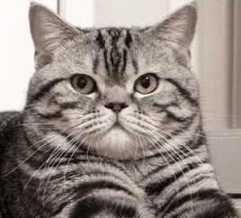Фото 2. Шотландский кот Scottish Straight ns 22 для вязки шотландской вислоухой кошки в Киеве, при