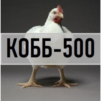 Бройлер крос КОББ-500 з Угорщини. Вихід від 80% (ціна 13 грн) Інкубаційні яйця кобб 500