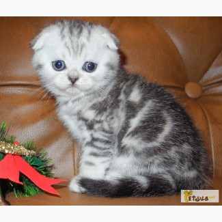 Шотландский котик скоттиш-фолд - очаровательный мальчишка.