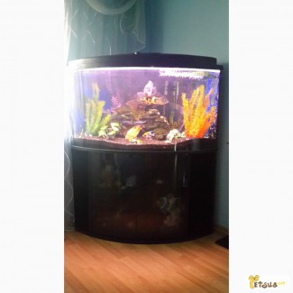 Продам шикарный аквариум