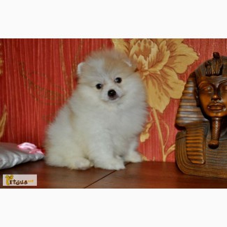 Миниатюрные шпицы German Miniature Spitz