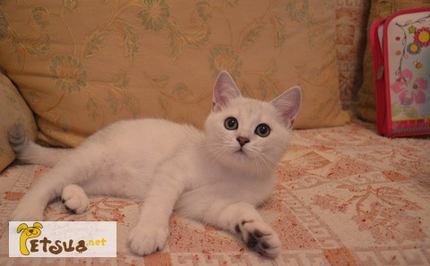 Фото 1/1. Британский котенок Oliver BRI ns 11 окрас серебристая шиншилла