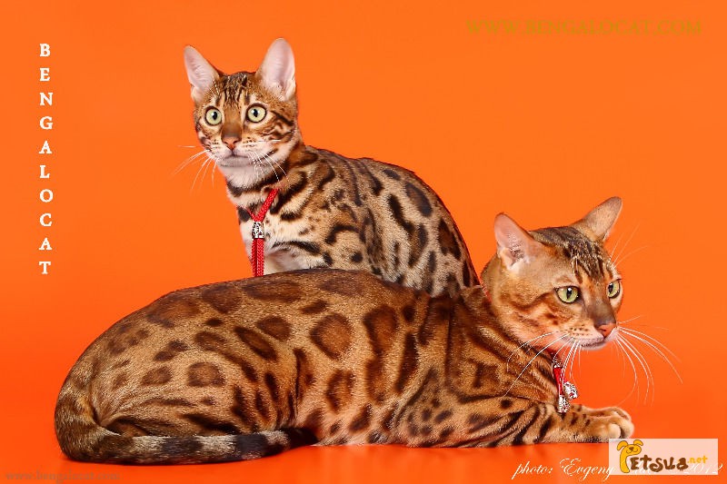 Бенгальские котята, питомник