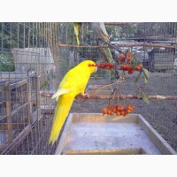 Какарик (Новозеландский краснолобый попугай)