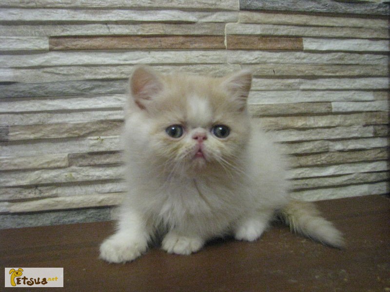Экзоты кот из питомника Fluffycat