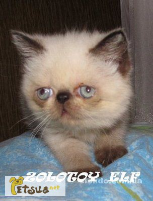 Фото 1/1. Персидские, экзотические короткошерстные котята