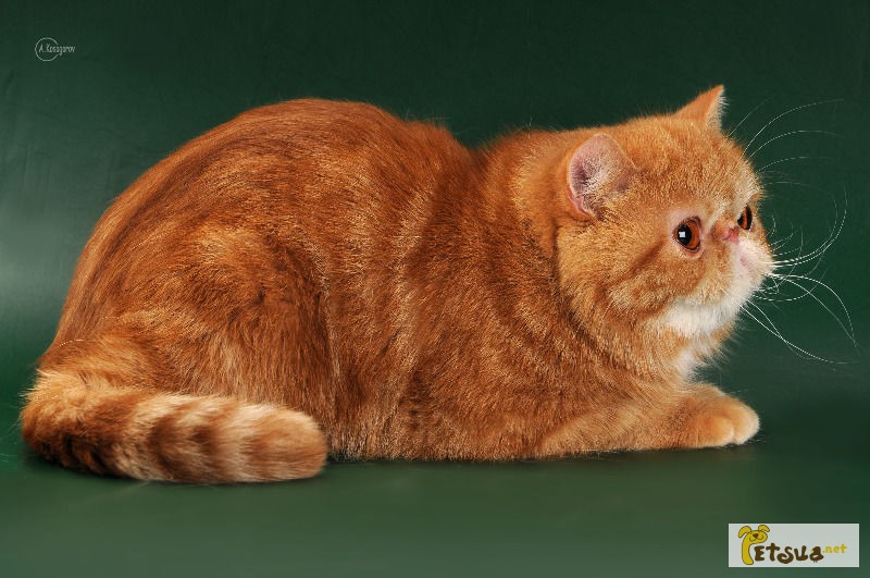 Чистокровные котята экзота и перса