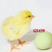 ДОМИНАНТ Яйцо для ИНКУБАЦИИ. Выход 80%, купить яйцо курей Доминант цена 13 грн