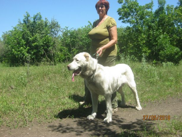 Фото 3. Продам взрослую собаку(Харьков) - алабай