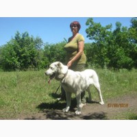 Продам взрослую собаку(Харьков) - алабай