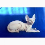 Колор-поинты, голубоглазые чистокровные котятки Канадский Сфинкс
