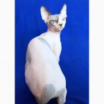 Колор-поинты, голубоглазые чистокровные котятки Канадский Сфинкс