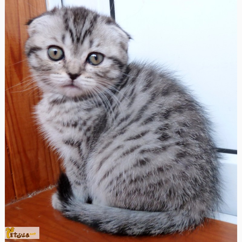 Фото 1/1. Актуально! Невероятно активный и игривый котенок породы Scottish Fold вискасного окраса