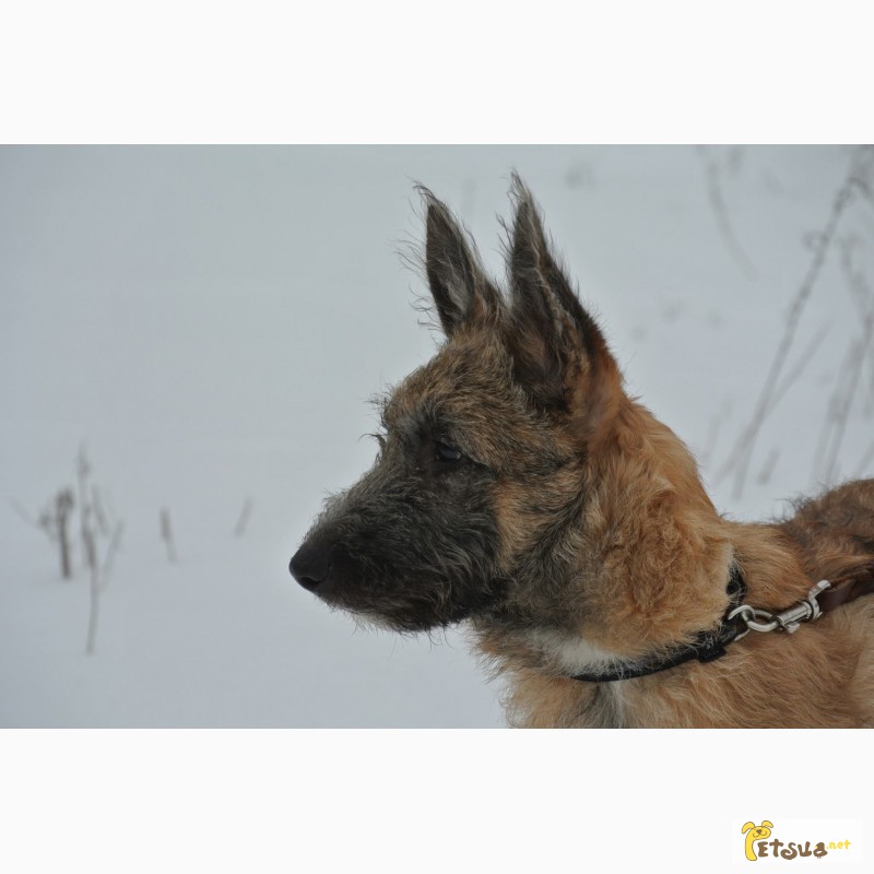 Фото 2/2. Продам щенка Лакенуа - жесткошерстной бельгийской овчарки