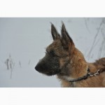 Продам щенка Лакенуа - жесткошерстной бельгийской овчарки