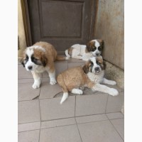 Продам подрощенных щенков Московской сторожевой (Moscow Watchdog) от хороших родителей