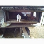 Продам декоративных голубей (павлины, почтовые, торкуты, чайки)