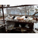 Продам декоративных голубей (павлины, почтовые, торкуты, чайки)