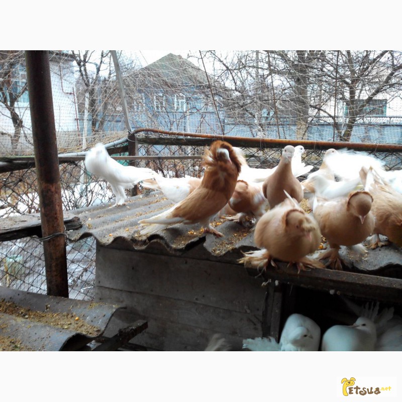 Фото 5. Продам декоративных голубей (павлины, почтовые, торкуты, чайки)