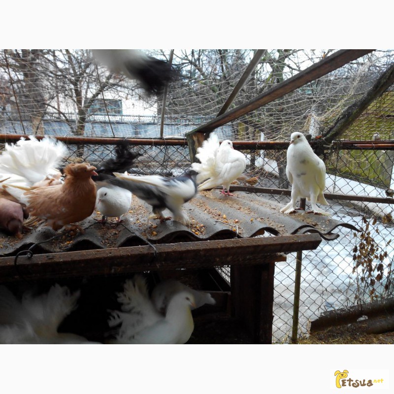 Фото 6. Продам декоративных голубей (павлины, почтовые, торкуты, чайки)