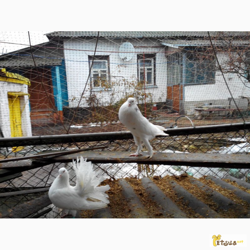 Фото 7. Продам декоративных голубей (павлины, почтовые, торкуты, чайки)