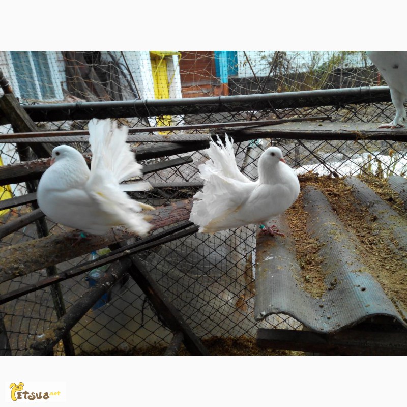 Фото 8. Продам декоративных голубей (павлины, почтовые, торкуты, чайки)