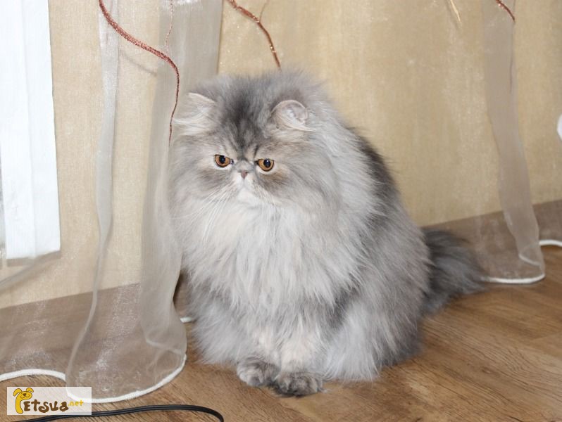 Породный персидский котик . домашний любимец
