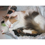 Виттория Рене – шикарная суперпушистая кошка 2,5 лет