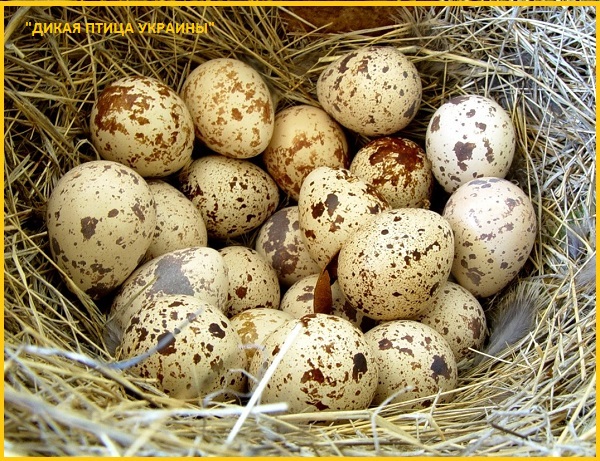 Фото 4. Яйца инкубационные перепела Фараон (селекция Испании)
