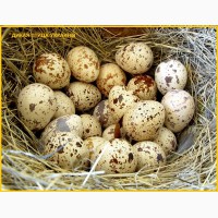 Яйца инкубационные перепела Фараон (селекция Испании)