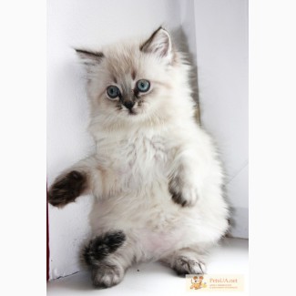 Продам котят Невские Маскарадные около двух месяцев 800грн. Киев