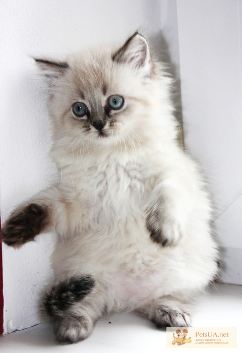 Продам котят Невские Маскарадные около двух месяцев 800грн. Киев