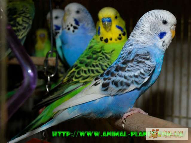 Фото 1/1. Птенчики Волнистого попугая, Волнистый выставочный чех и стандарты