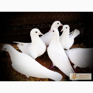 Бойные голуби Иранские длинноклювие, головатые - щекатые