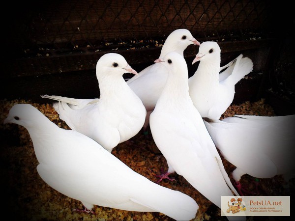 Фото 1/1. Бойные голуби Иранские длинноклювие, головатые - щекатые